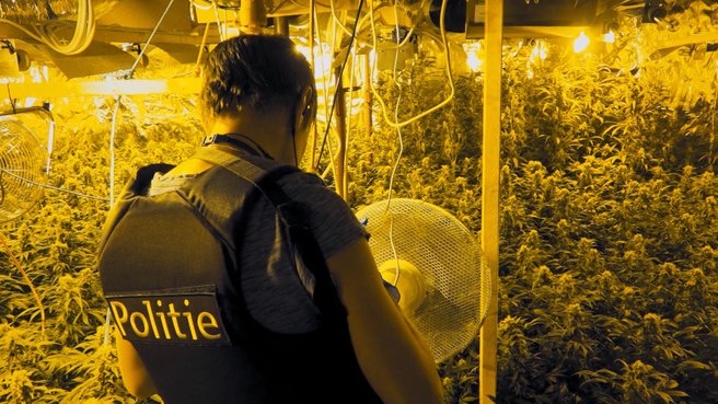 Zelfs De Recherche schrikt van deze cannabisplantage: "Industrieel en oogstrijp"