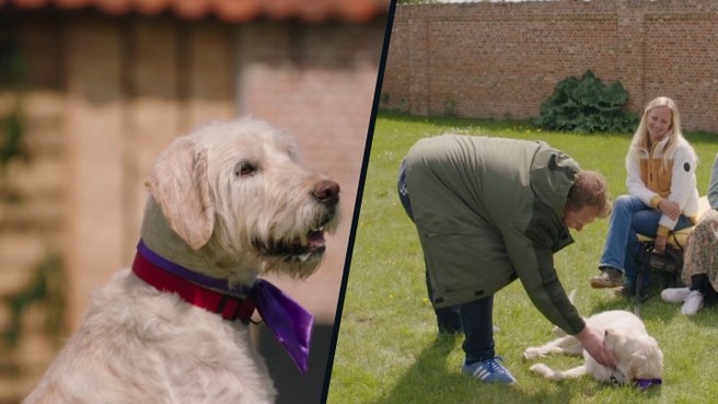Zo lief: gepensioneerde blindengeleidehond op zoek naar nieuwe rustige thuis