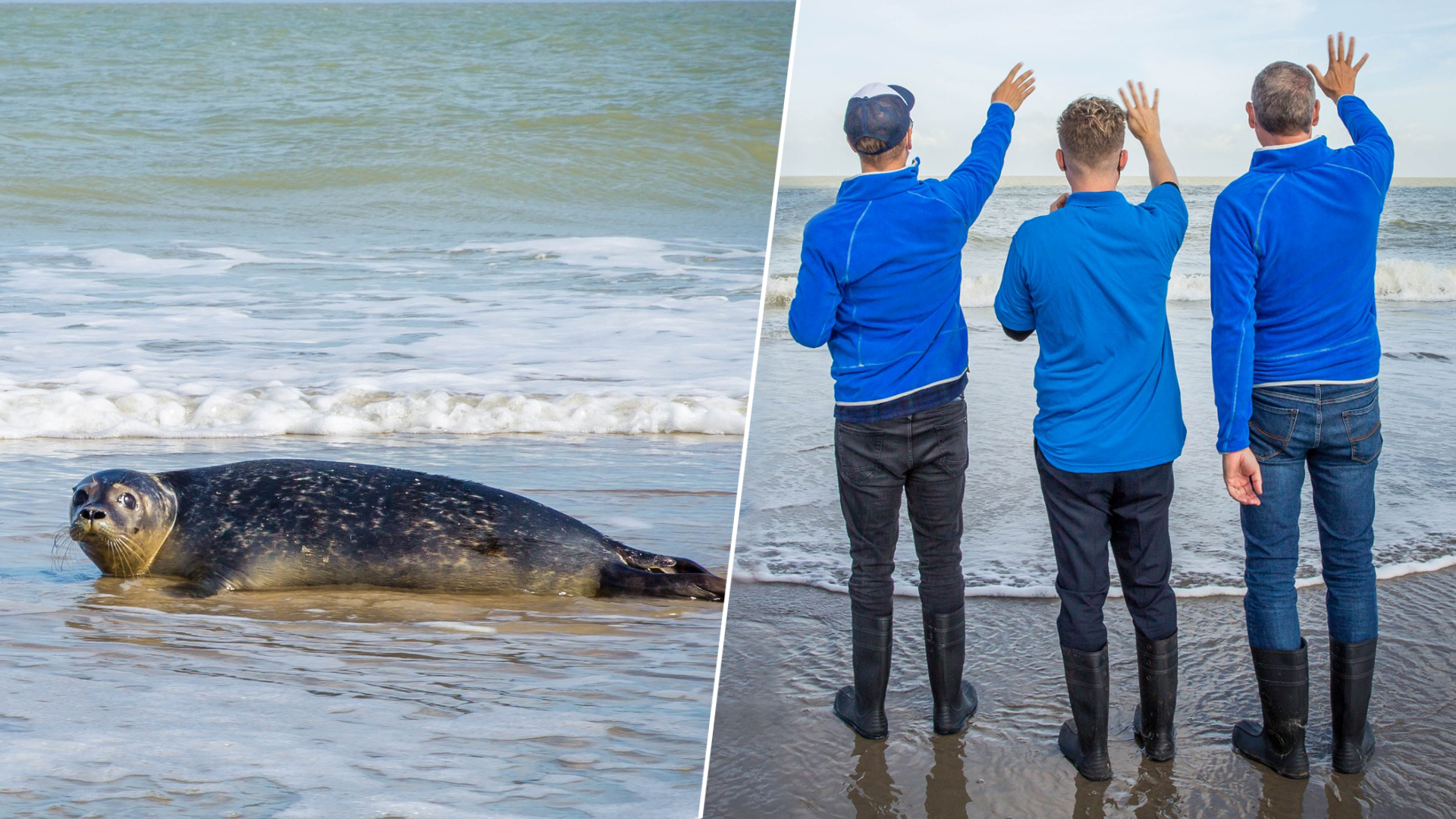 Gert, James en Jani laten een jong zeehondje weer vrij in de zee na zijn herstel