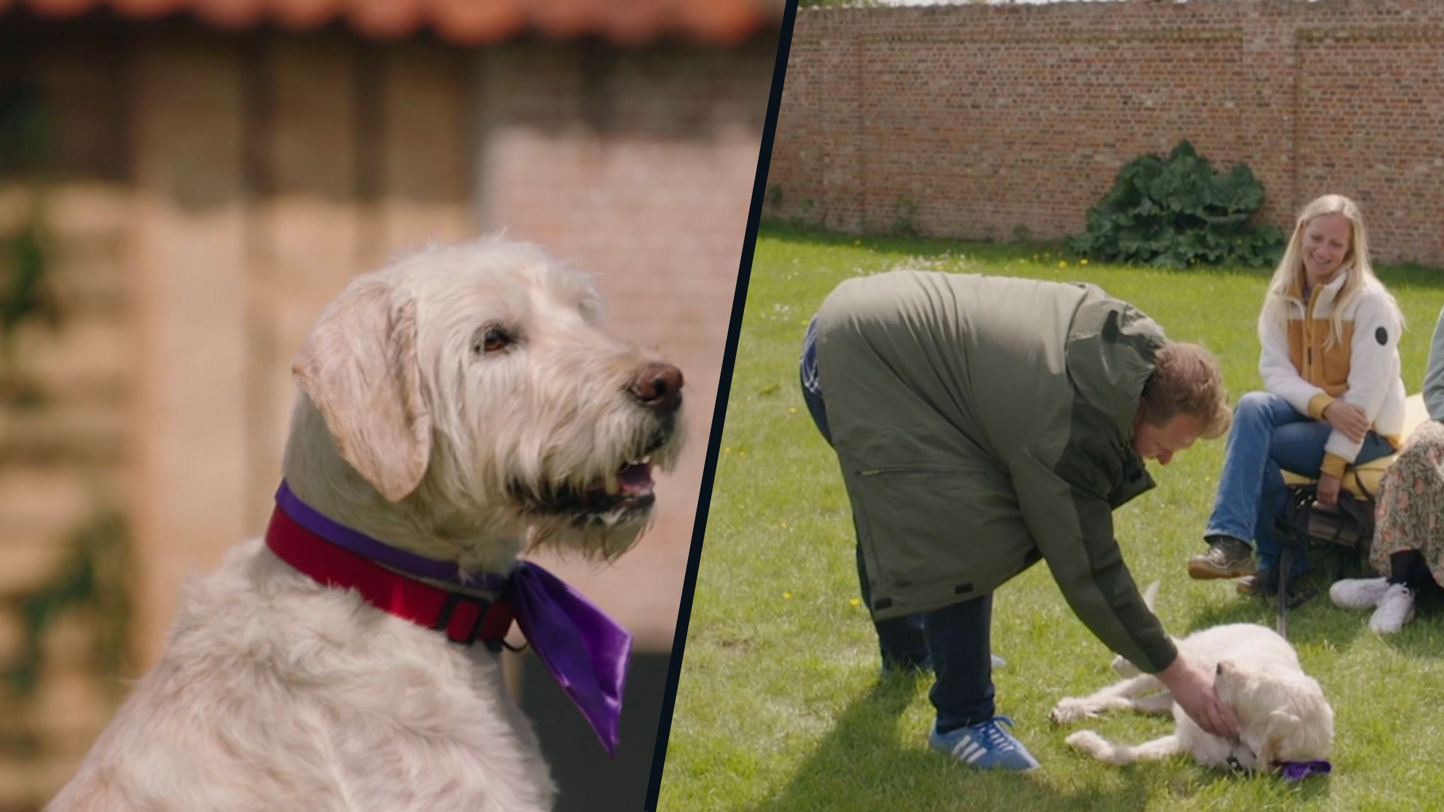 Zo lief: gepensioneerde blindengeleidehond op zoek naar nieuwe rustige thuis