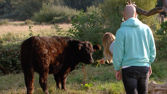 Elke en Ivan maken kennis met de koeien in wei van hun picknickdate