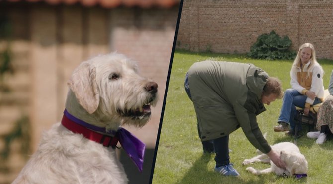 Zo lief: gepensioneerde blindengeleidehond op zoek naar nieuwe rustige thuis