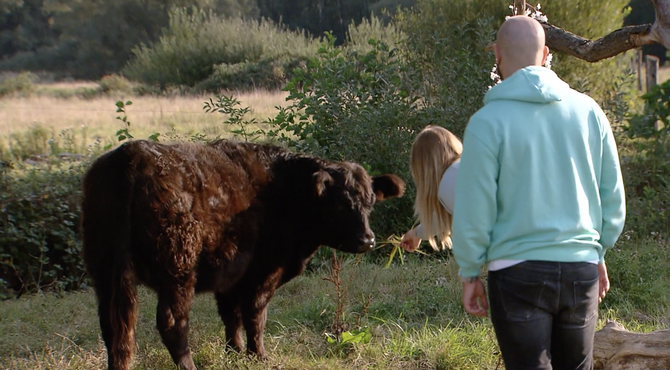 Elke en Ivan maken kennis met de koeien in wei van hun picknickdate